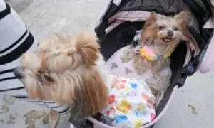 Nỗi lo người trẻ 'con không có nhưng chó sáu con'