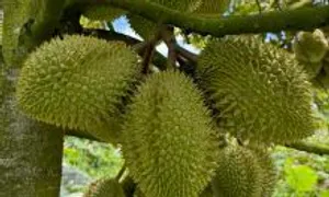 Xuất khẩu rau quả 9 tháng bằng cả năm ngoái